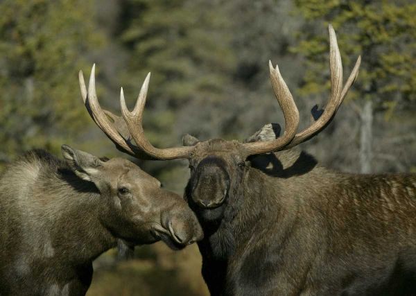 Alaska, Anchorage Male and female moose nuzzle